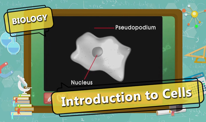 CBSE Class 9-Amoeba - A Cell